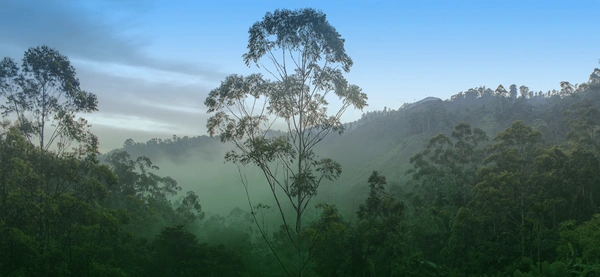  Protecting And Restoring The Pacific Coast Of Colombia  -  Black Label Uk 2