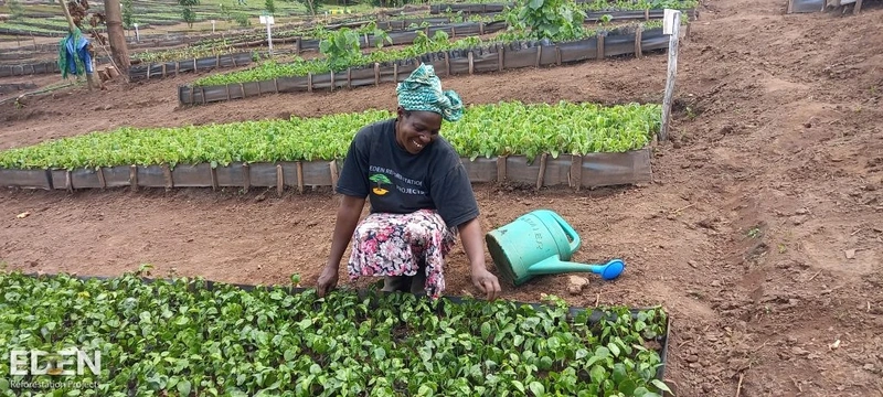 A woman planting tree seedlings at a reforestation site